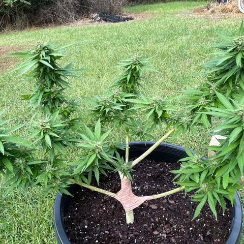 Indica growlog photo: Cloudy rainy day. 