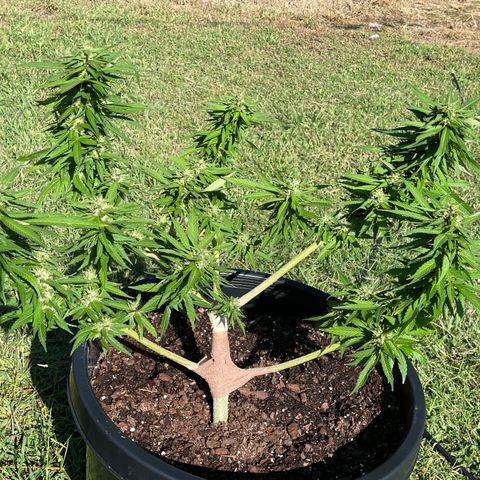 Indica growlog photo: Daily update