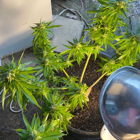 Indica growlog timeline photo