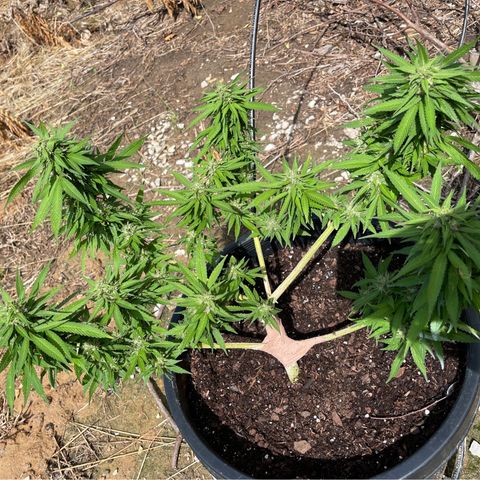 Indica growlog timeline photo