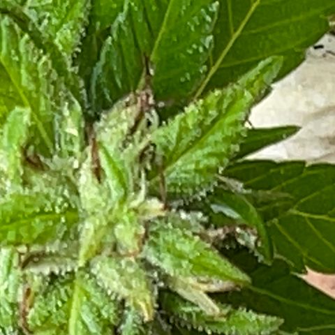 Indica growlog photo: Magnified 