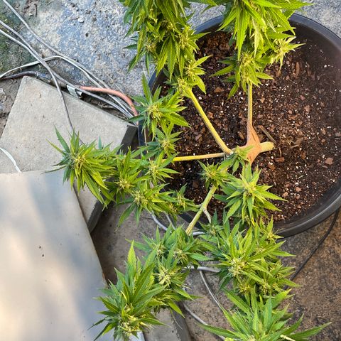 Indica growlog timeline photo