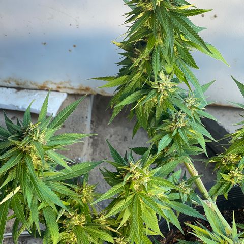 Indica growlog timeline photo