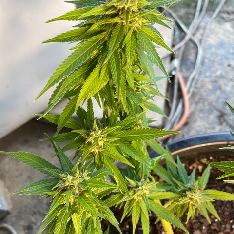 Indica growlog timeline photo