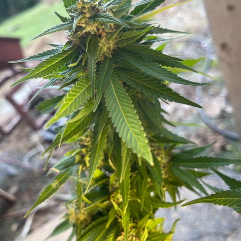 Indica growlog timeline photo