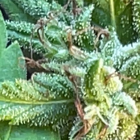 Indica growlog timeline photo