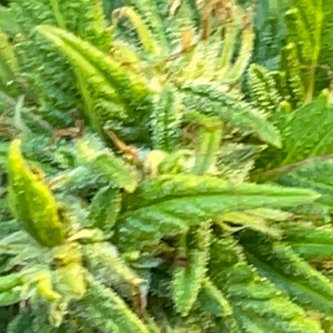 Indica growlog timeline photo