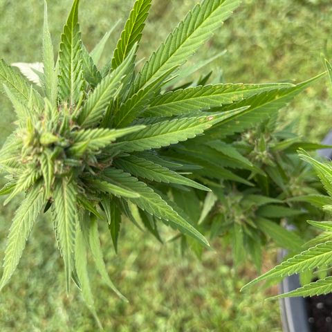 Indica growlog timeline photo