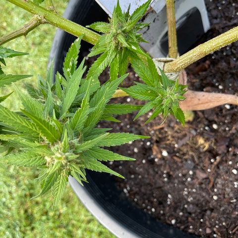 Indica growlog timeline photo