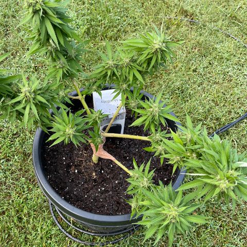 Indica growlog timeline photo