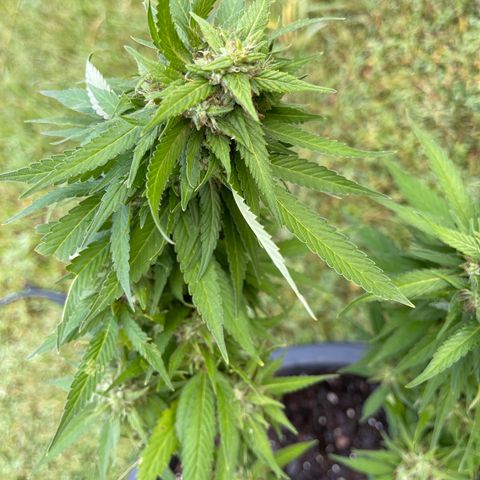 Indica growlog timeline photo