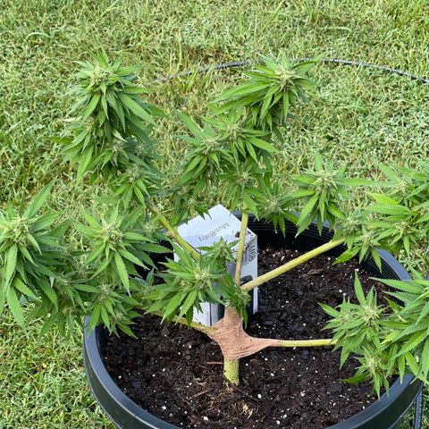 Indica growlog timeline photo