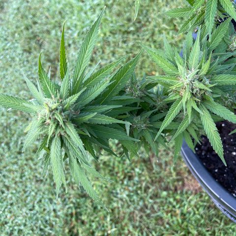 Indica growlog timeline photo