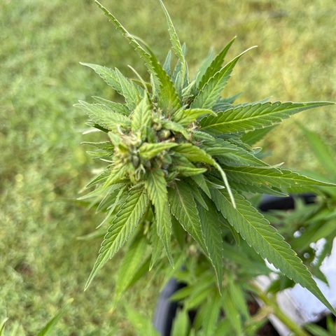 Indica growlog timeline photo