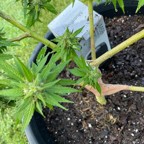 Indica growlog timeline photo