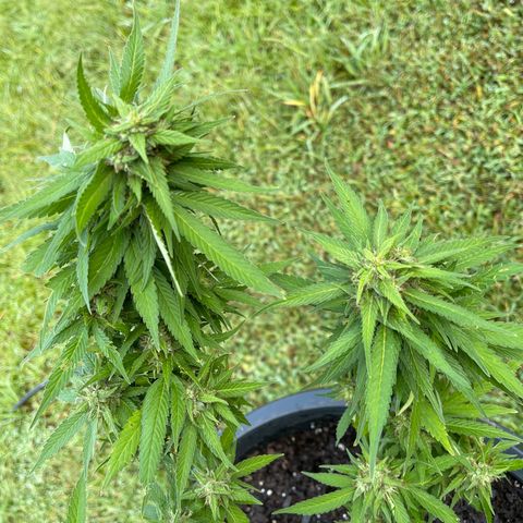 Indica growlog timeline photo