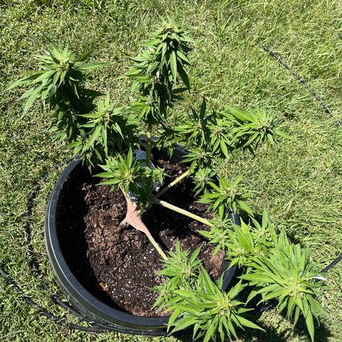 Indica growlog timeline photo