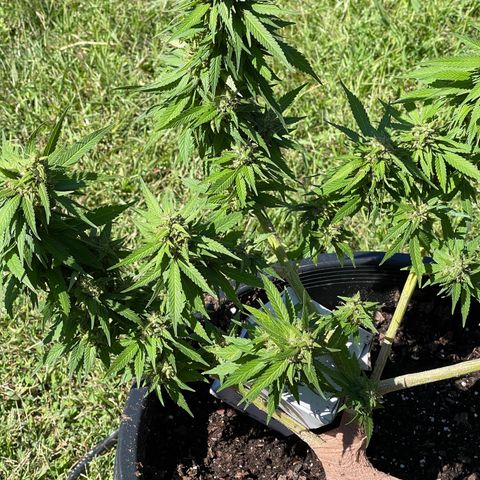Indica growlog timeline photo