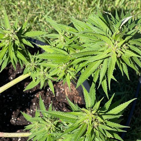 Indica growlog timeline photo