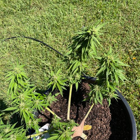 Indica growlog timeline photo