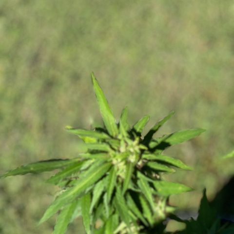 Indica growlog timeline photo