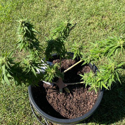 Indica growlog timeline photo