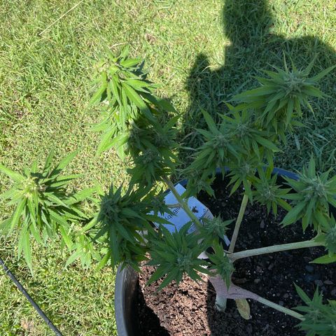 Indica growlog timeline photo