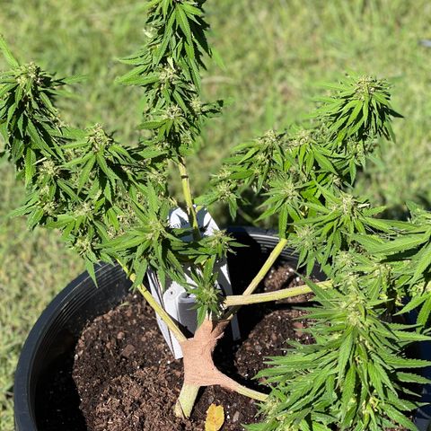 Indica growlog timeline photo