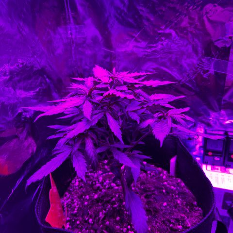 Special Queen #1 growlog timeline photo