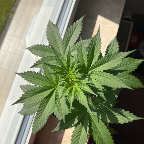 Cookies Gelato Automatic growlog timeline photo