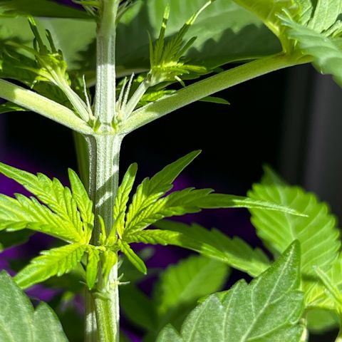 Cookies Gelato Automatic growlog timeline photo