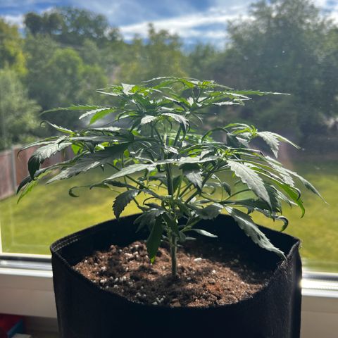 Special Queen #1 growlog timeline photo