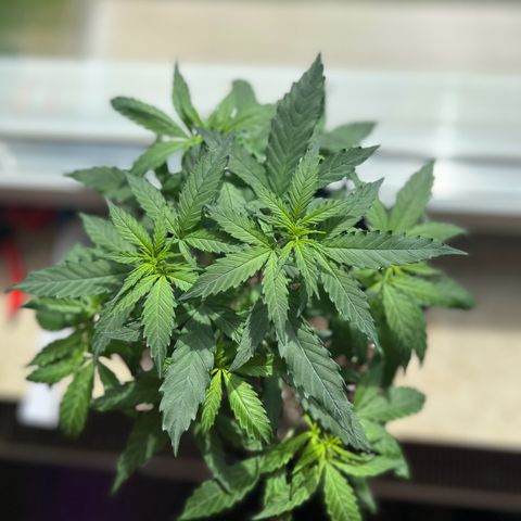 Special Queen #1 growlog timeline photo