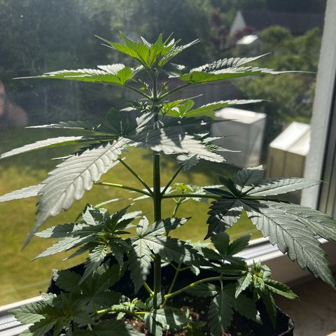 Cookies Gelato Automatic growlog timeline photo