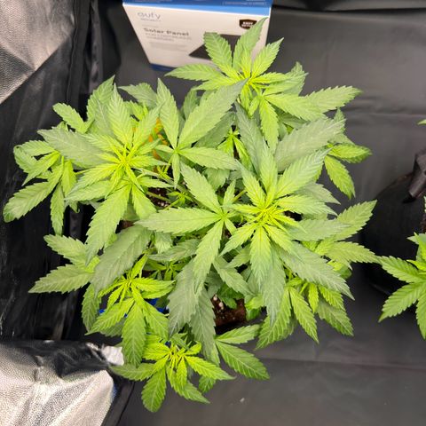 Special Queen #1 growlog timeline photo
