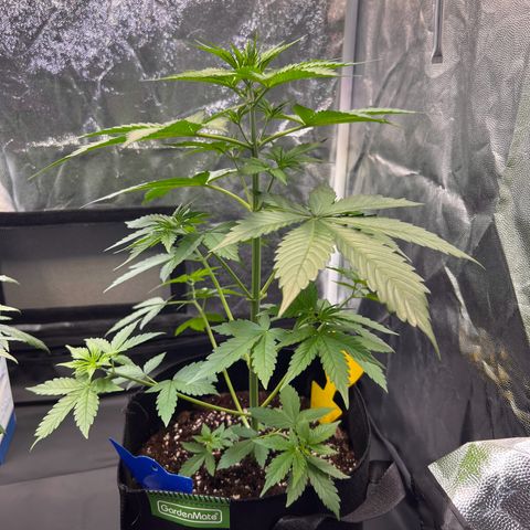 Cookies Gelato Automatic growlog timeline photo