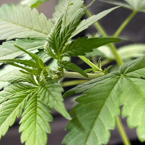 Cookies Gelato Automatic growlog photo: Erst Blühteansätze zeigen sich