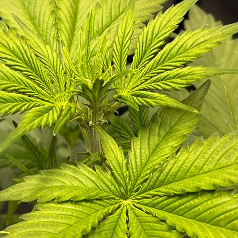 Cookies Gelato Automatic growlog photo: Erst Blühteansätze zeigen sich