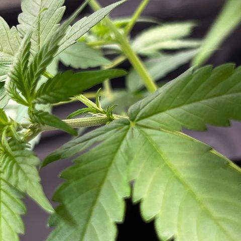 Cookies Gelato Automatic growlog photo: Erst Blühteansätze zeigen sich
