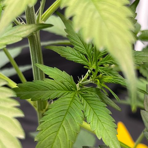 Cookies Gelato Automatic growlog photo: Erst Blühteansätze zeigen sich