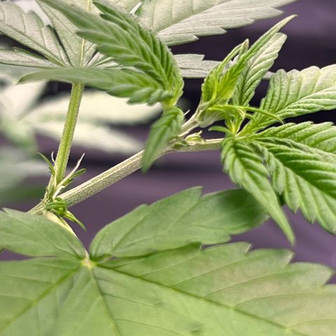 Cookies Gelato Automatic growlog photo: Erst Blühteansätze zeigen sich