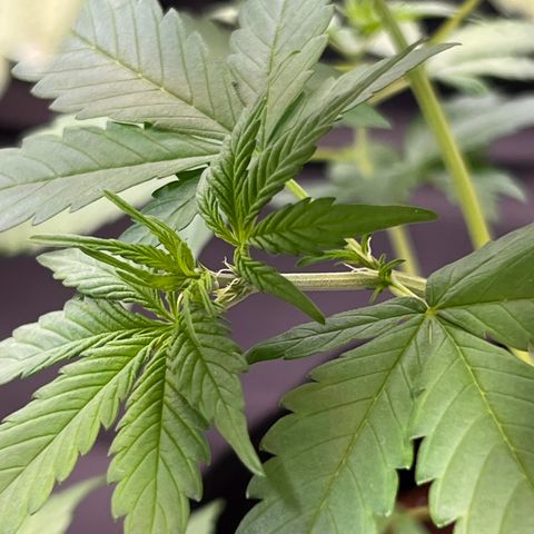 Cookies Gelato Automatic growlog photo: Erst Blühteansätze zeigen sich