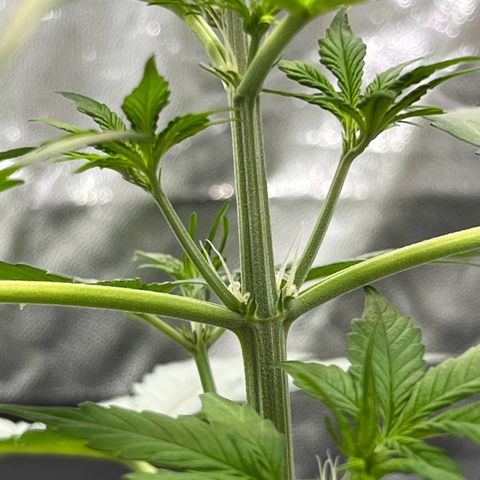 Cookies Gelato Automatic growlog photo: Erst Blühteansätze zeigen sich