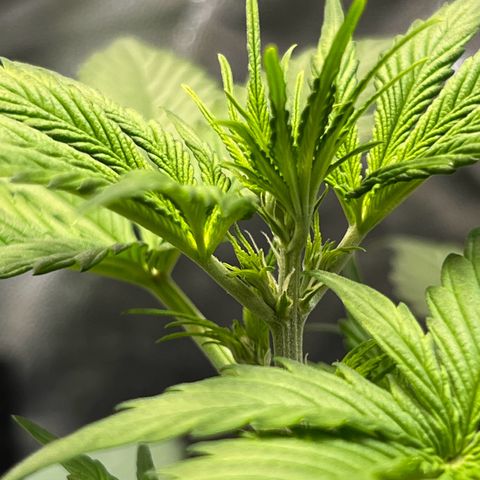 Cookies Gelato Automatic growlog photo: Erst Blühteansätze zeigen sich