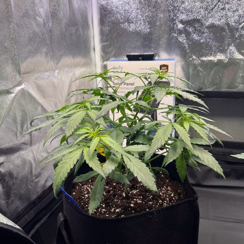 Special Queen #1 growlog photo: Vor und nach Entlaubung