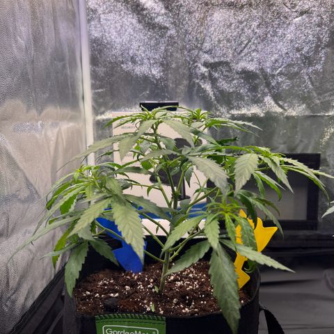 Special Queen #1 growlog photo: Vor und nach Entlaubung