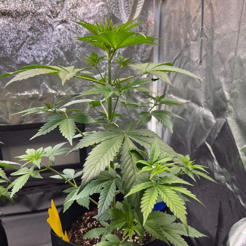 Cookies Gelato Automatic growlog timeline photo