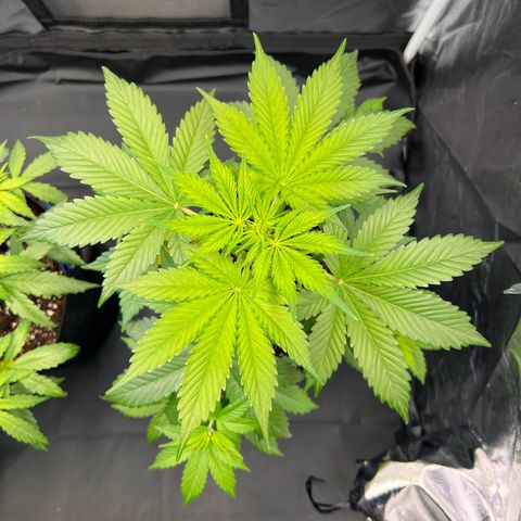 Cookies Gelato Automatic growlog timeline photo