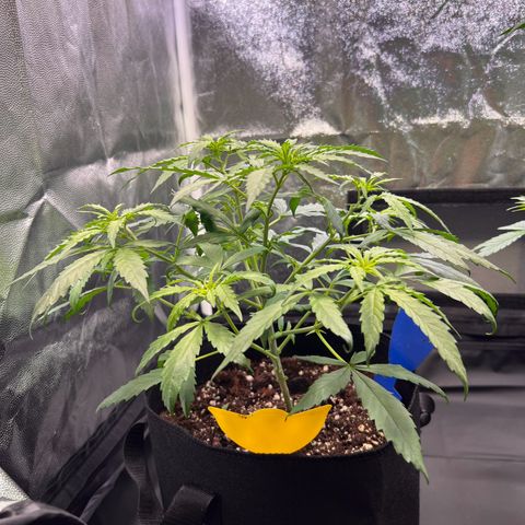 Special Queen #1 growlog timeline photo