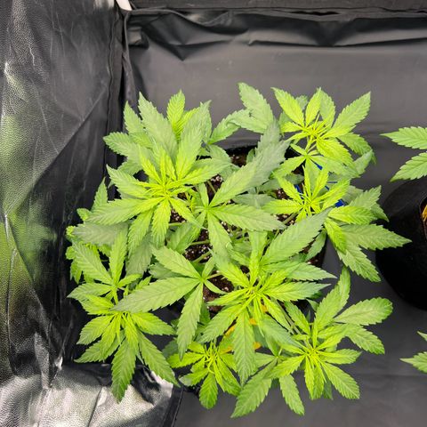 Special Queen #1 growlog timeline photo